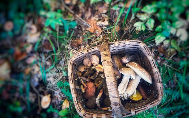 mushroom picking in Portugal