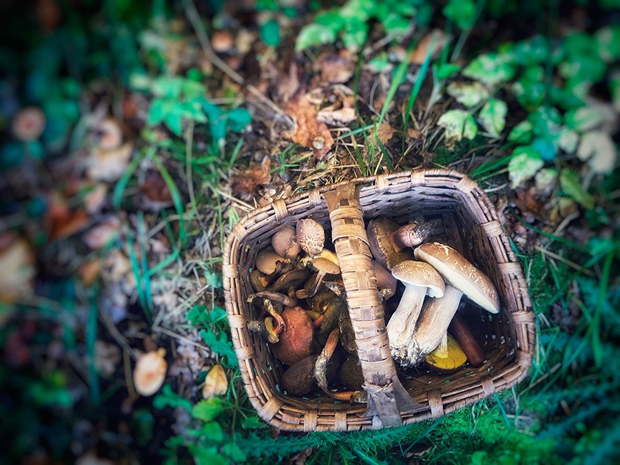 Everything you need to know about mushroom picking in Portugal